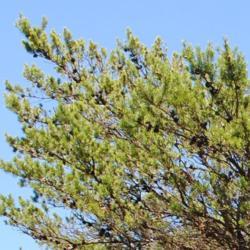 Location: Indiana Dunes State Park in IN
Date: 2016-07-16
foliage and cones