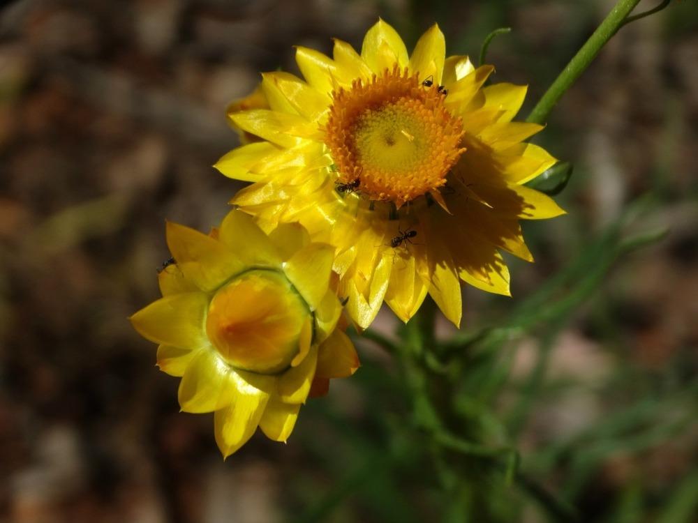 Photo of Strawflower (Xerochrysum bracteatum) uploaded by carolem
