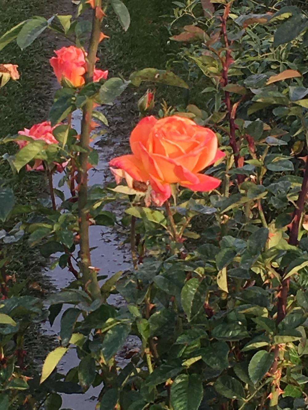 Photo of Rose (Rosa 'Arizona') uploaded by mritch99