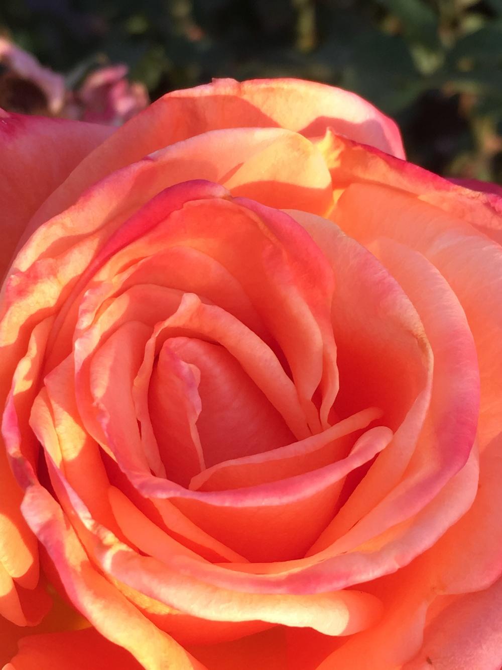 Photo of Rose (Rosa 'Arizona') uploaded by mritch99