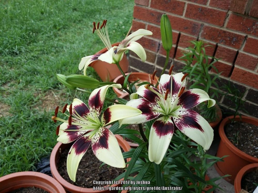 Photo of Lily (Lilium 'Patricia's Pride') uploaded by Australis