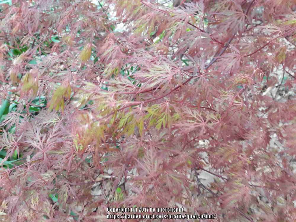 Photo of Cutleaf Japanese Maple (Acer palmatum 'Orangeola') uploaded by quercusnut