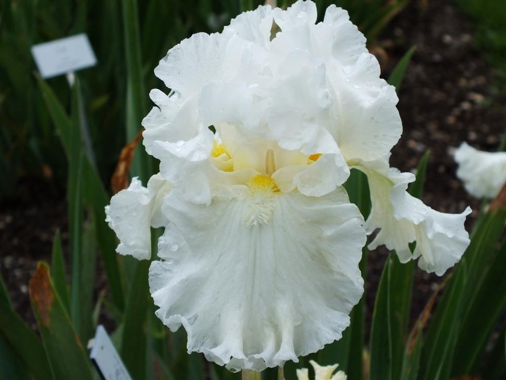 Photo of Tall Bearded Iris (Iris 'Elizabeth Poldark') uploaded by sunnyvalley