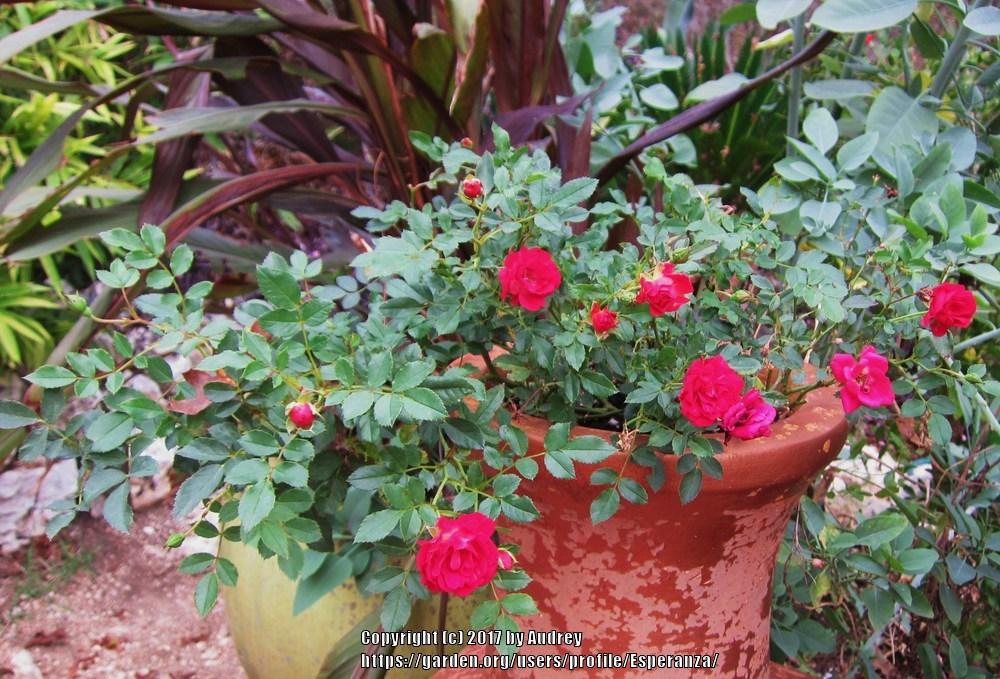 Photo of Rose (Rosa 'Nature Meillandecor') uploaded by Esperanza