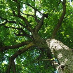 Location: Kerr Park in Downingtown, Pennsylvania
Date: 2017-08-05
looking up the trunk