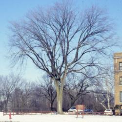 Location: Aurora, Illinois
Date: winter in mid-1980's
full-grown tree in winter