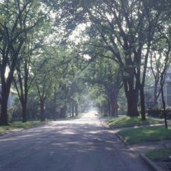 Location: Hinsdale, Illinois
Date: summer in late 1990's
full-grown elms along street