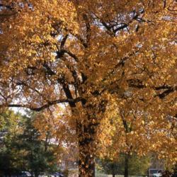 Location: Hinsdale, Illinois
Date: October in 1980's
full-grown tree in autumn color