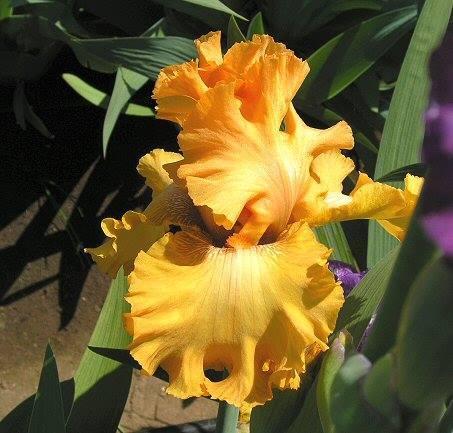 Photo of Tall Bearded Iris (Iris 'Brilliance') uploaded by Misawa77