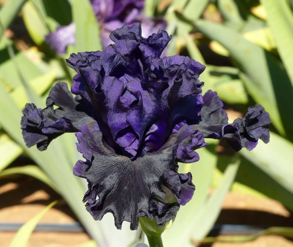 Photo of Tall Bearded Iris (Iris 'Black Lipstick') uploaded by Misawa77
