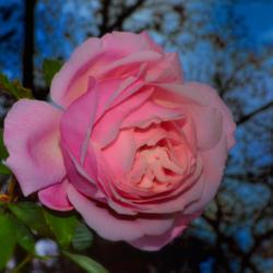 Location: Botanical Gardens of the State of Georgia...Athens, Ga
Date: 2017-12-03
Belinda's Dream Rose 005