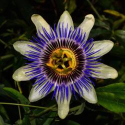 Location: Botanical Gardens of the State of Georgia...Athens, Ga
Date: 2017-11-26
Passion Flower 044