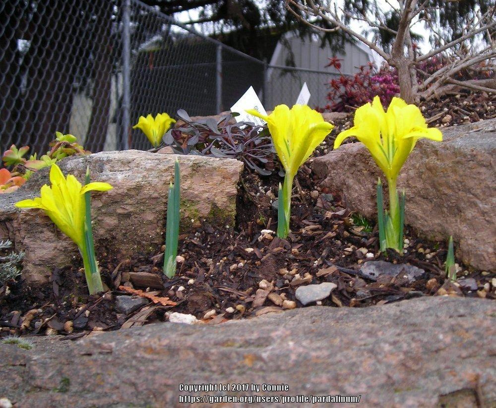 Photo of Reticulated Iris (Iris danfordiae) uploaded by pardalinum