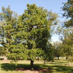 Location: Elm Collection of Morton Arboretum in Lisle, IL
Date: 2017-09-05
maturing tree