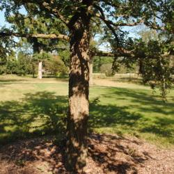 Location: Elm Collection of Morton Arboretum in Lisle, IL
Date: 2017-09-05
the trunk