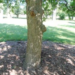 Location: Elm Collection of Morton Arboretum in Lisle, IL
Date: 2017-09-05
portion of trunk with bark