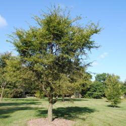 Location: Elm Collection of Morton Arboretum in Lisle, IL
Date: 2017-09-05
maturing tree, not full-grown