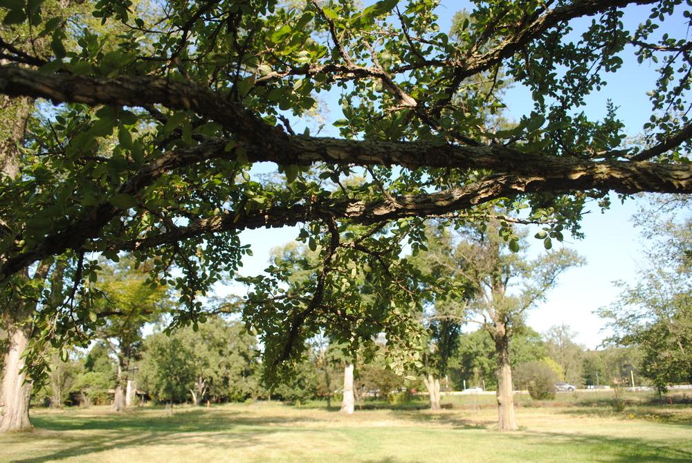Photo of Texas Cedar Elm (Ulmus crassifolia) uploaded by ILPARW