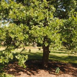 Location: Elm Collection of Morton Arboretum in Lisle, IL
Date: 2017-09-05
foliage of tree