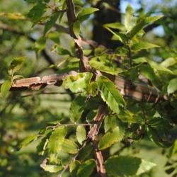 Location: Elm Collection of Morton Arboretum in Lisle, IL
Date: 2017-09-05
the winged twigs and leaves