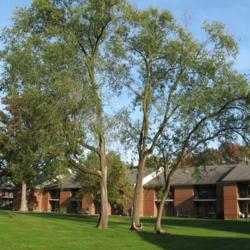 Location: West Chester, Pennsylvania
Date: 2008-10-13
three trees together