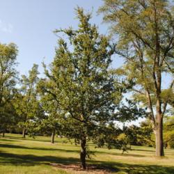 Location: Elm Collection of Morton Arboretum in Lisle, IL
Date: 2017-09-05
a maturing tree