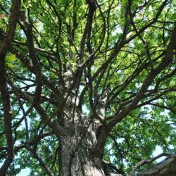 Location: Elm Collection of Morton Arboretum in Lisle, IL
Date: 2017-09-05
looking up the trunk