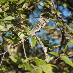 Location: Elm Collection of Morton Arboretum in Lisle, IL
Date: 2017-09-05
corky winged twigs