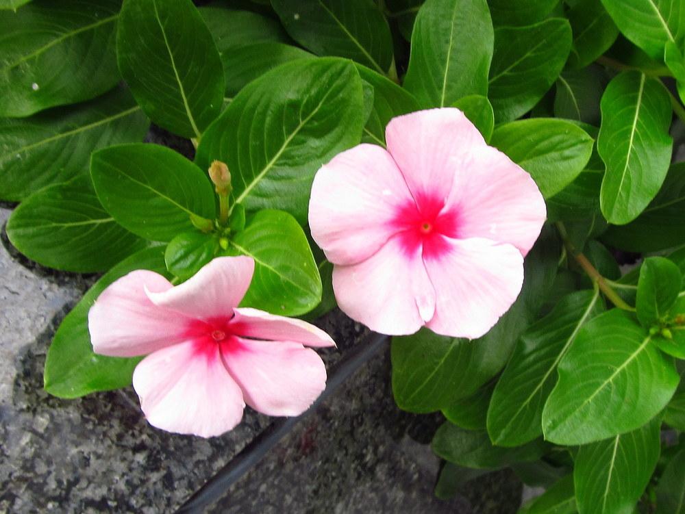 Photo of Vinca (Catharanthus roseus) uploaded by jmorth