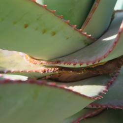 Location: Baja California
Date: 2017-12-07
Aloe mite infestation