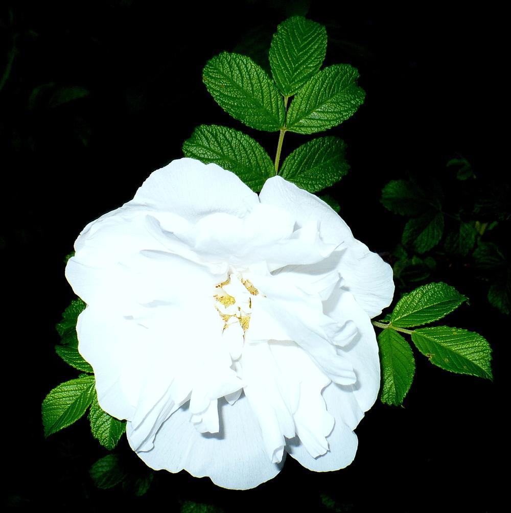 Photo of Hybrid Rugosa Rose (Rosa 'Blanc Double de Coubert') uploaded by HemNorth