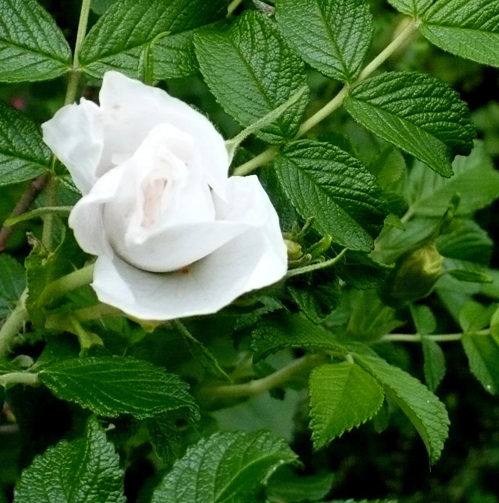 Photo of Hybrid Rugosa Rose (Rosa 'Blanc Double de Coubert') uploaded by HemNorth