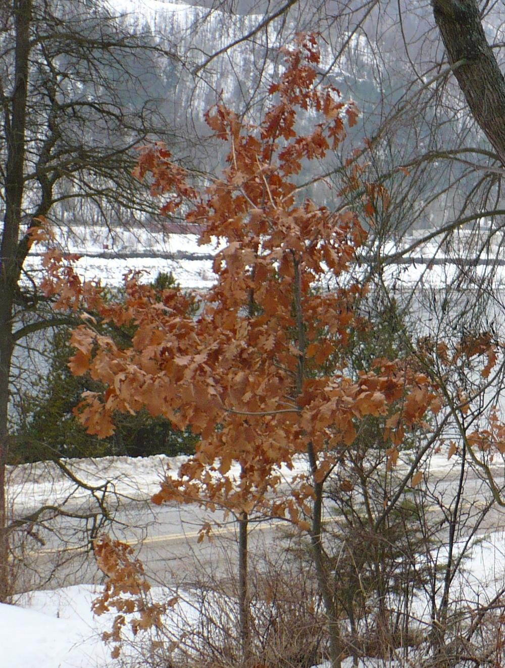 Photo of White Oak (Quercus alba) uploaded by HemNorth