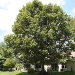 Location: Newtown Square, Pennsylvania
Date: 2010-07-27
mature tree in landscape