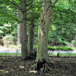 Location: Wayne, Pennsylvania
Date: 2017-06-18
three trunks of three trees