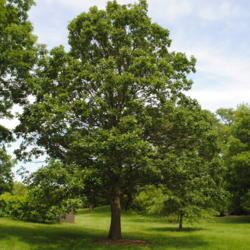 Location: Morton Arboretum in Lisle, IL
Date: 2015-06-19
maturing planted tree