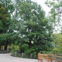 Location: Cosley Park in Wheaton, Illinois
Date: 2014-08-19
maturing planted tree in little zoo