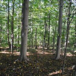 Location: Blinky Lee Land Preserve in southeast PA
Date: 2017-09-28
mostly beech trunks in forest