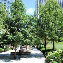 Location: downtown Chicago, Illinois near Chicago River
Date: 2013-08-13
planted trees in professional landscape