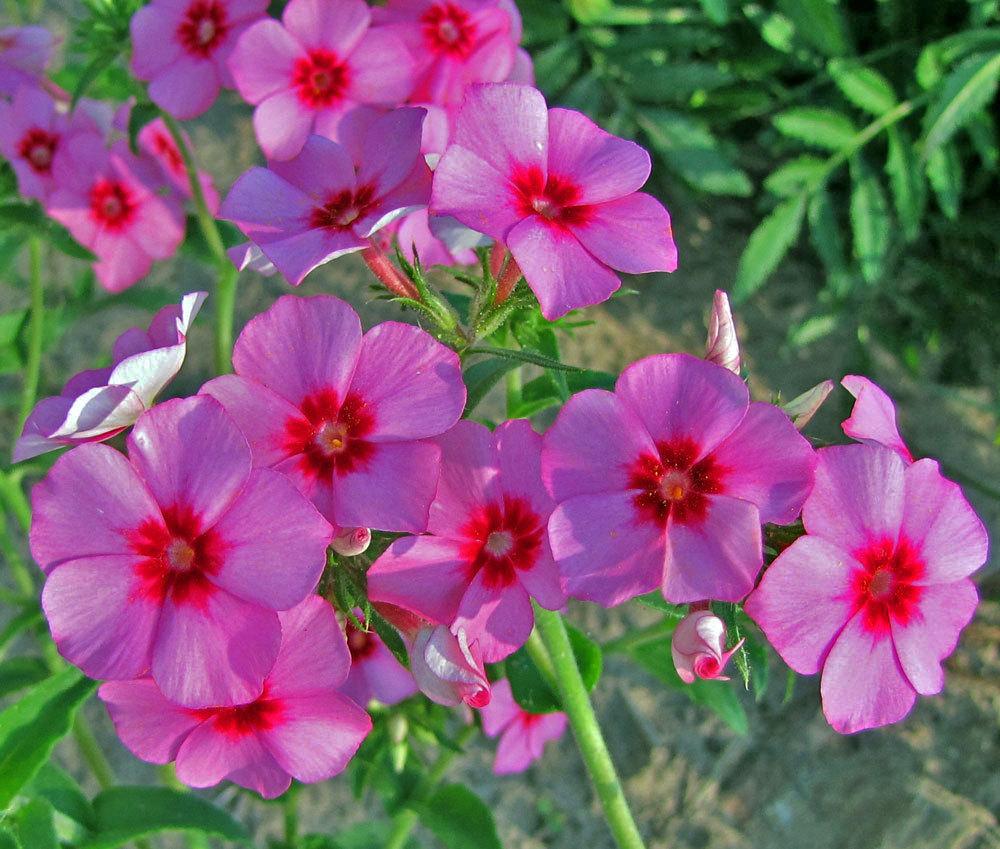 Photo of Phloxes (Phlox) uploaded by TBGDN