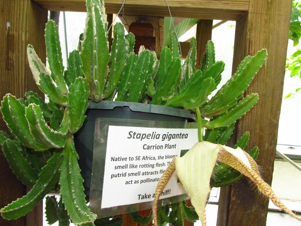 Photo of Starfish Plant (Ceropegia gigantea) uploaded by jmorth