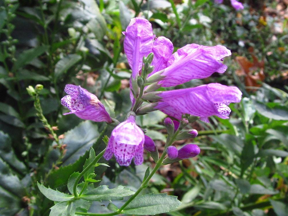 Photo of Obedient Plant (Physostegia virginiana 'Vivid') uploaded by jmorth