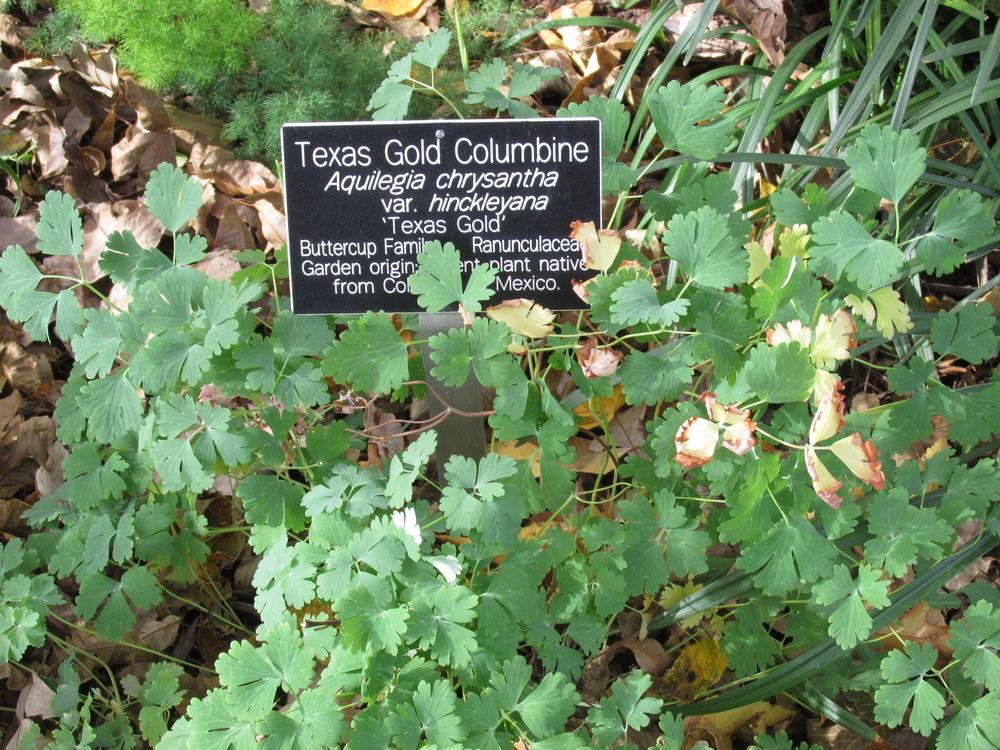 Photo of Columbine (Aquilegia 'Texas Gold') uploaded by jmorth