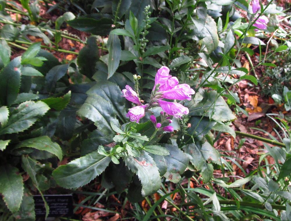 Photo of Obedient Plant (Physostegia virginiana 'Vivid') uploaded by jmorth