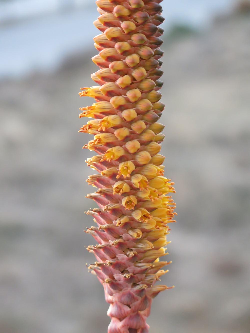 Photo of Aloe (Aloe conifera) uploaded by Baja_Costero