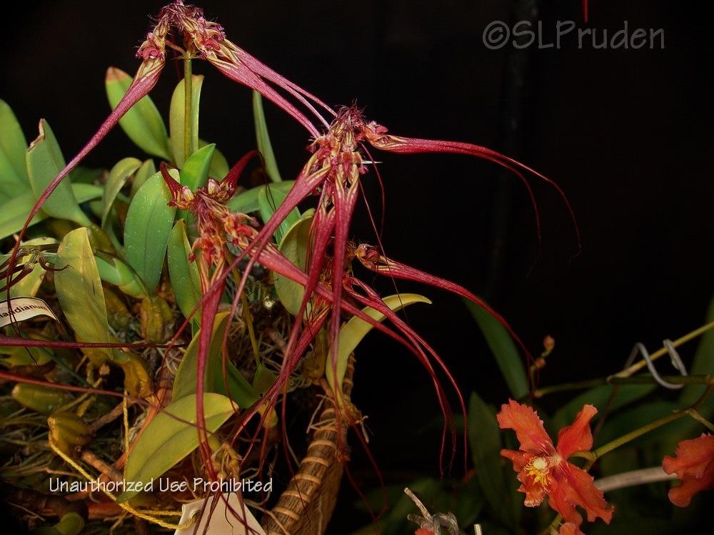 Photo of Orchid (Bulbophyllum wendlandianum) uploaded by DaylilySLP
