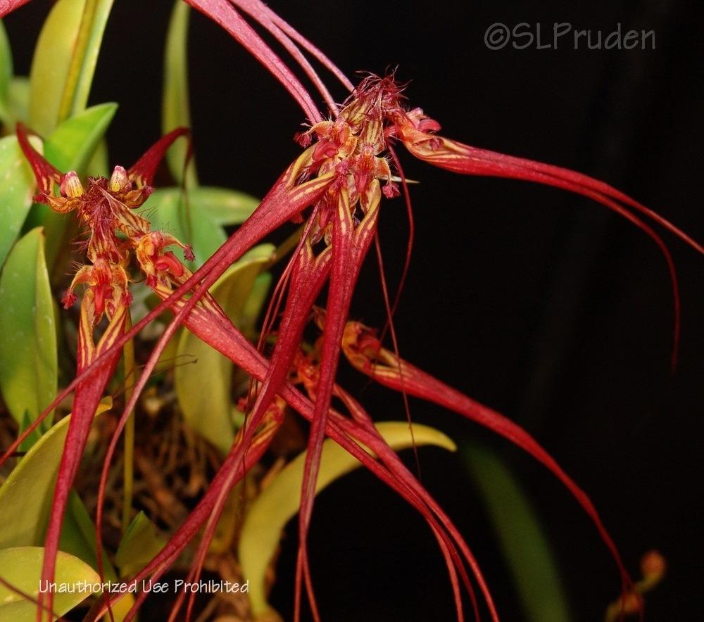 Photo of Orchid (Bulbophyllum wendlandianum) uploaded by DaylilySLP