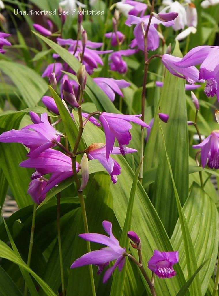Photo of Chinese Ground Orchid (Bletilla striata) uploaded by DaylilySLP