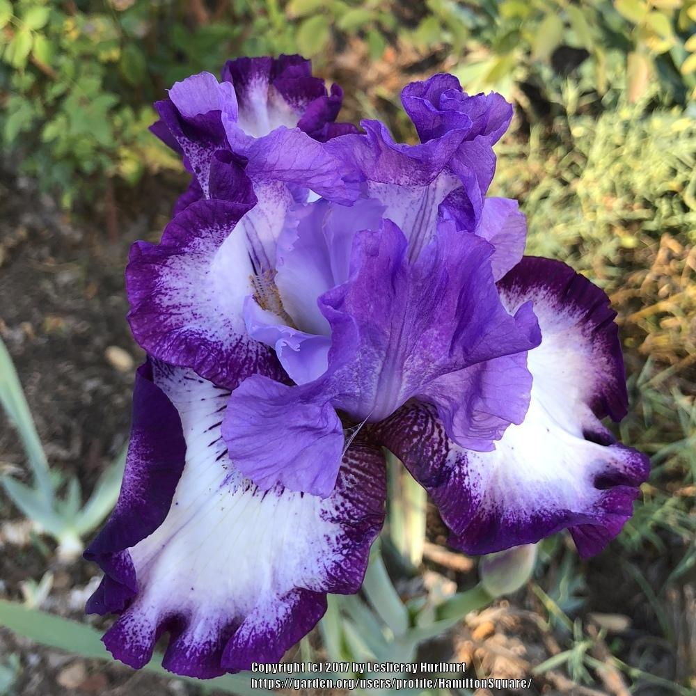 Photo of Tall Bearded Iris (Iris 'Eagle's Flight') uploaded by HamiltonSquare