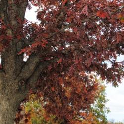 Location: Hibernia County Park in southeast Pennsylvania
Date: 2017-11-10
fall foliage